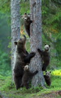 Mother bear rushing her cubs up a tree to protect them from a male bear, Finland - 2012