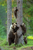 Mother bear rushing her cubs up a tree to protect them from a male bear, Finland - 2012