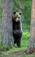 Mother bear rushing her cubs up a tree to protect them from a male bear, Finland - 2012