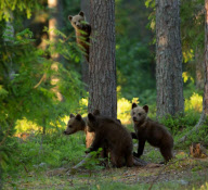 Mother bear rushing her cubs up a tree to protect them from a male bear, Finland - 2012