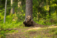 Mother bear rushing her cubs up a tree to protect them from a male bear, Finland - 2012