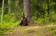 Mother bear rushing her cubs up a tree to protect them from a male bear, Finland - 2012