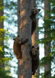 Mother bear rushing her cubs up a tree to protect them from a male bear, Finland - 2012