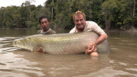 British angler lands monster 250lb arapaima fish in Essequibo River, Guyana, South America - Feb 2013