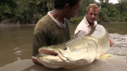British angler lands monster 250lb arapaima fish in Essequibo River, Guyana, South America - Feb 2013