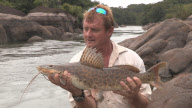 British angler lands monster 250lb arapaima fish in Essequibo River, Guyana, South America - Feb 2013