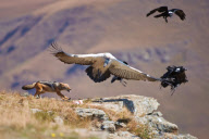 Jackals and vultures fight for food, Giants Castle, Drakensberg, South Africa - 2009