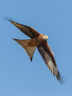 Red kites, Wales - 05 Mar 2013