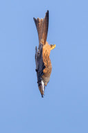 Red kites, Wales - 05 Mar 2013