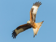 Red kites, Wales - 05 Mar 2013
