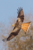 Red kites, Wales - 05 Mar 2013
