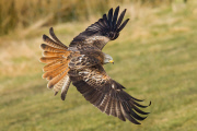 Red kites, Wales - 05 Mar 2013