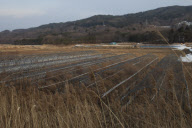 Fukushina: Decontamination