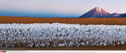 Chile Antennas of the Atacama Large Millimetre/Submillimetre Array (ALMA) project