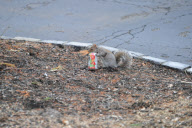 A Squirrel Caught Lifing and Drinking from a Can
