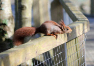 Hazel the pickpocketing red squirrel steals nuts from out a person's pocket at Escot Park, Devon, Britain - 14 Mar 2013