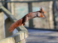 Hazel the pickpocketing red squirrel steals nuts from out a person's pocket at Escot Park, Devon, Britain - 14 Mar 2013
