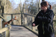 Hazel the pickpocketing red squirrel steals nuts from out a person's pocket at Escot Park, Devon, Britain - 14 Mar 2013