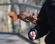 Hazel the pickpocketing red squirrel steals nuts from out a person's pocket at Escot Park, Devon, Britain - 14 Mar 2013