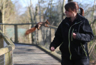 Hazel the pickpocketing red squirrel steals nuts from out a person's pocket at Escot Park, Devon, Britain - 14 Mar 2013