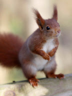 Hazel the pickpocketing red squirrel steals nuts from out a person's pocket at Escot Park, Devon, Britain - 14 Mar 2013