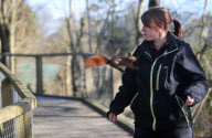 Hazel the pickpocketing red squirrel steals nuts from out a person's pocket at Escot Park, Devon, Britain - 14 Mar 2013