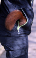 Hazel the pickpocketing red squirrel steals nuts from out a person's pocket at Escot Park, Devon, Britain - 14 Mar 2013