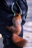 Hazel the pickpocketing red squirrel steals nuts from out a person's pocket at Escot Park, Devon, Britain - 14 Mar 2013