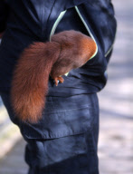 Hazel the pickpocketing red squirrel steals nuts from out a person's pocket at Escot Park, Devon, Britain - 14 Mar 2013