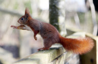 Hazel the pickpocketing red squirrel steals nuts from out a person's pocket at Escot Park, Devon, Britain - 14 Mar 2013