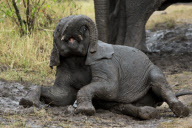 Elephants Play in the Rain and Mud, Masai Mara, Africa - 2012
