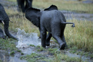Elephants Play in the Rain and Mud, Masai Mara, Africa - 2012