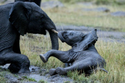 Elephants Play in the Rain and Mud, Masai Mara, Africa - 2012
