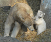 Polar bear twins introduced to public for first time at Brno Zoo, Czech Republic - 16 Mar 2013