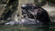 Seeotter