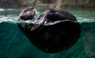 Seeotter