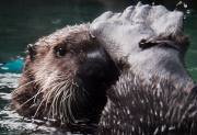 Seeotter
