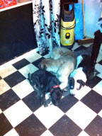 Jade Anderson, 14-year-old schoolgirl killed by pack of dogs in Atherton, Wigan, Britain - 26 Mar 2013