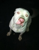 Jade Anderson, 14-year-old schoolgirl killed by pack of dogs in Atherton, Wigan, Britain - 26 Mar 2013