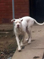 Jade Anderson, 14-year-old schoolgirl killed by pack of dogs in Atherton, Wigan, Britain - 26 Mar 2013