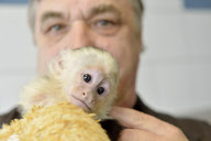 Kapuzineraffe Mally von Justin Bieber