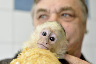 Kapuzineraffe Mally von Justin Bieber