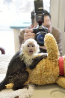 Kapuzineraffe Mally von Justin Bieber