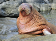 Neue Walrosse erobern Hagenbecks EismeerNeue Walrosse erobern Hagenbecks Eismeer