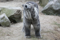Ein Sandbad ist einfach bärig gut - Ein Eisbär als Schmutzfink im niederländischen Ouwehand Zoo 