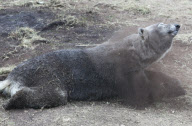 Ein Sandbad ist einfach bärig gut - Ein Eisbär als Schmutzfink im niederländischen Ouwehand Zoo 