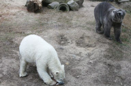 Ein Sandbad ist einfach bärig gut - Ein Eisbär als Schmutzfink im niederländischen Ouwehand Zoo 