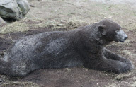 Ein Sandbad ist einfach bärig gut - Ein Eisbär als Schmutzfink im niederländischen Ouwehand Zoo 