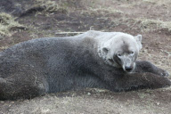 Ein Sandbad ist einfach bärig gut - Ein Eisbär als Schmutzfink im niederländischen Ouwehand Zoo 