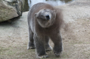 Ein Sandbad ist einfach bärig gut - Ein Eisbär als Schmutzfink im niederländischen Ouwehand Zoo 